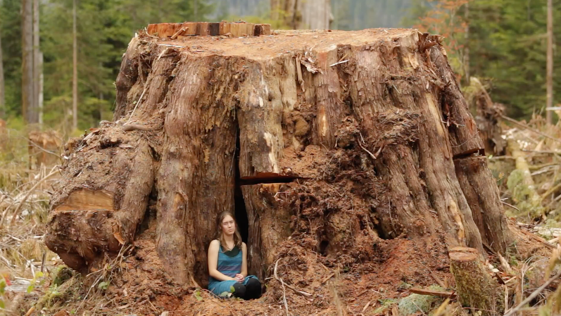 Load video: Walbran Valley Update - Preserving Old Growth Forests in British Columbia