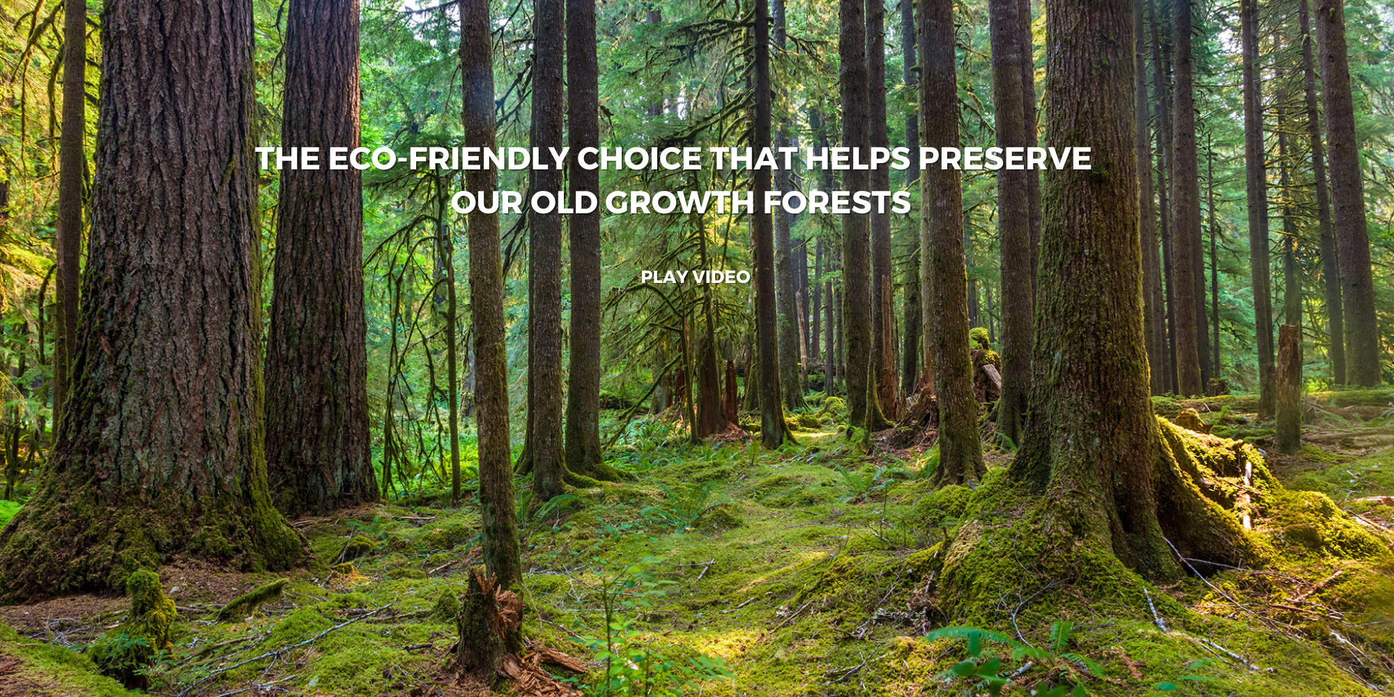 Load video: Old Growth Forest Preservation